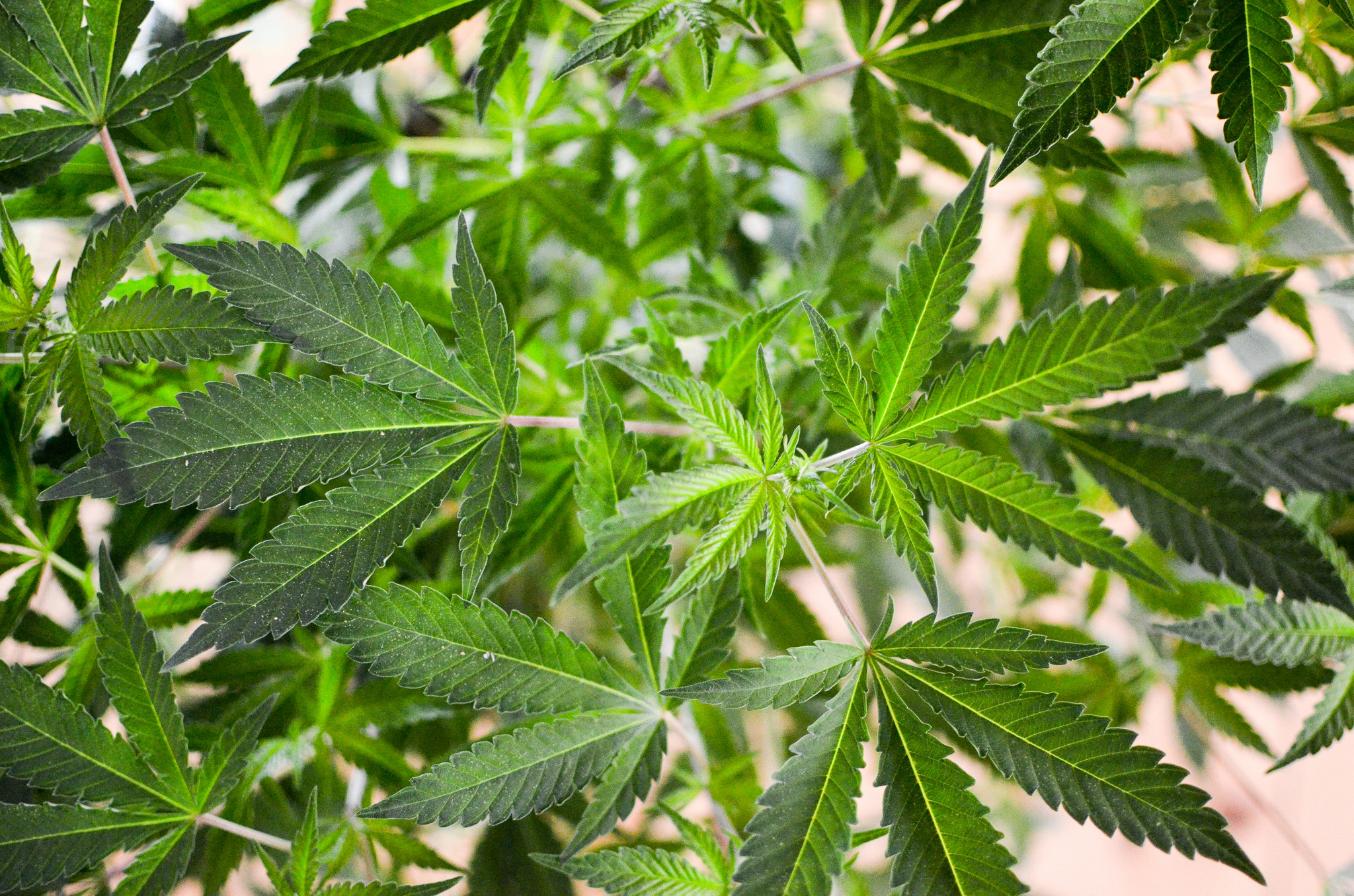 Cannabis plant - At Roboexotica, Vienna, 2014